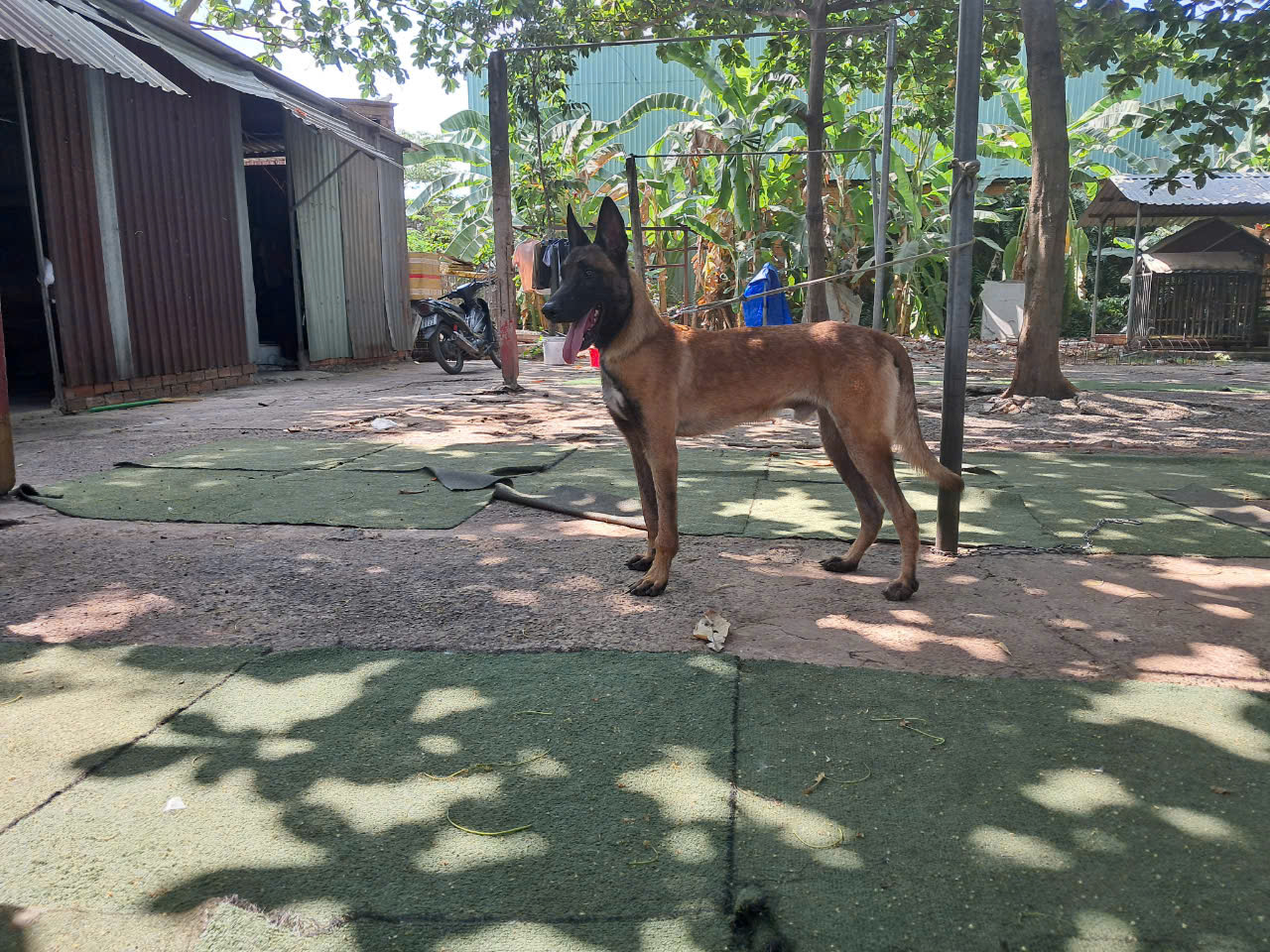 Huấn Luyện Chó Doberman